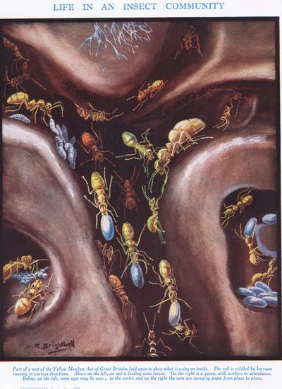 昆虫社区的生活，来自“生命科学”的插图 作者 伦纳德·罗伯特·布莱特威尔